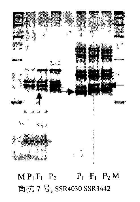 Breeding process of transgenic bollworm resisting cotton hybrid