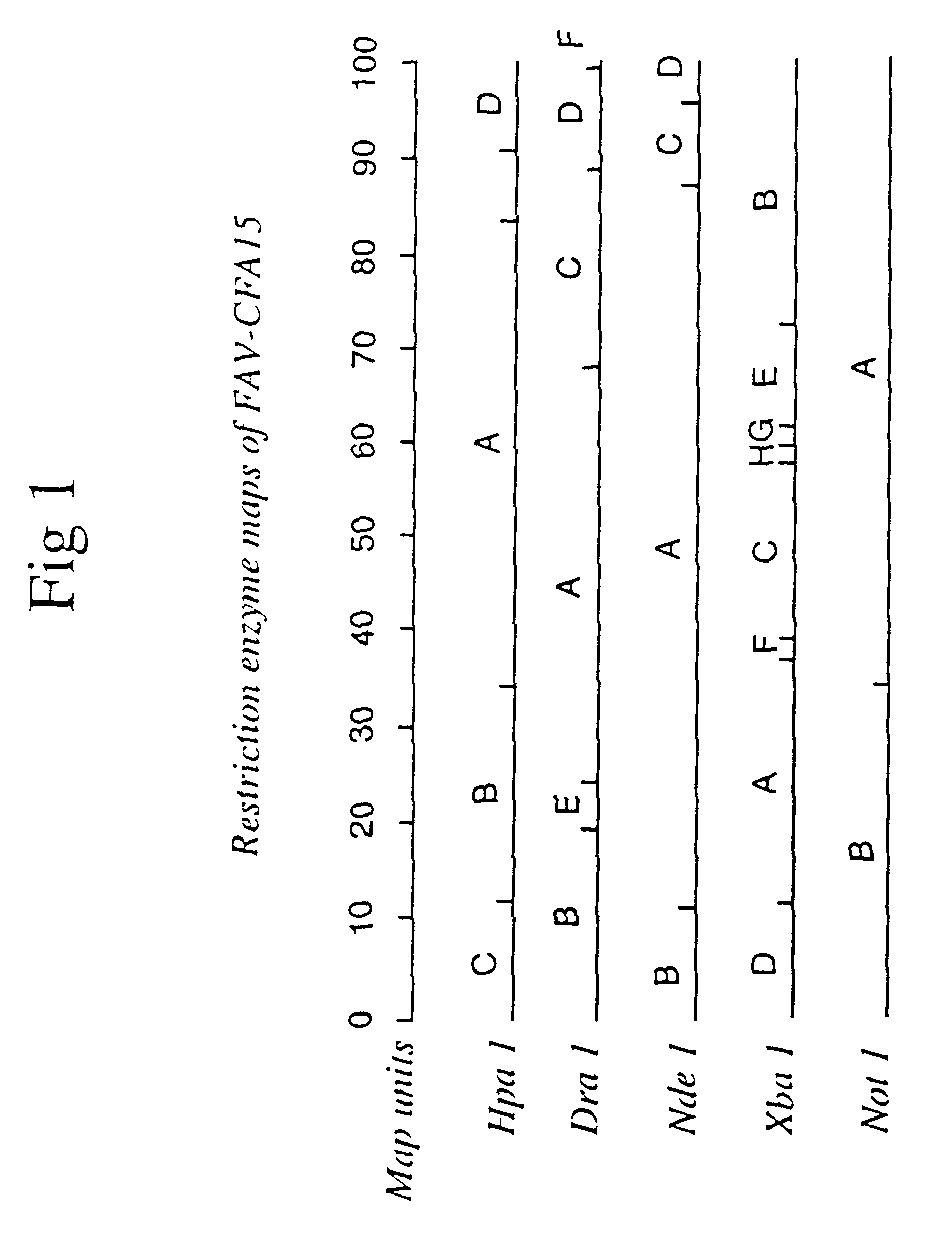 Recombinant avian adenovirus vector