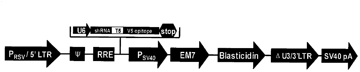 Preparation method for myostatin knock-out pig