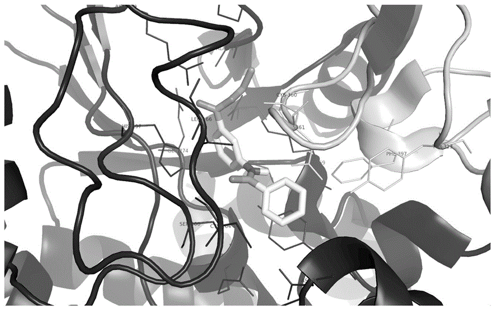 A kind of small molecule inhibitor and its application in inhibiting ornithine decarboxylase