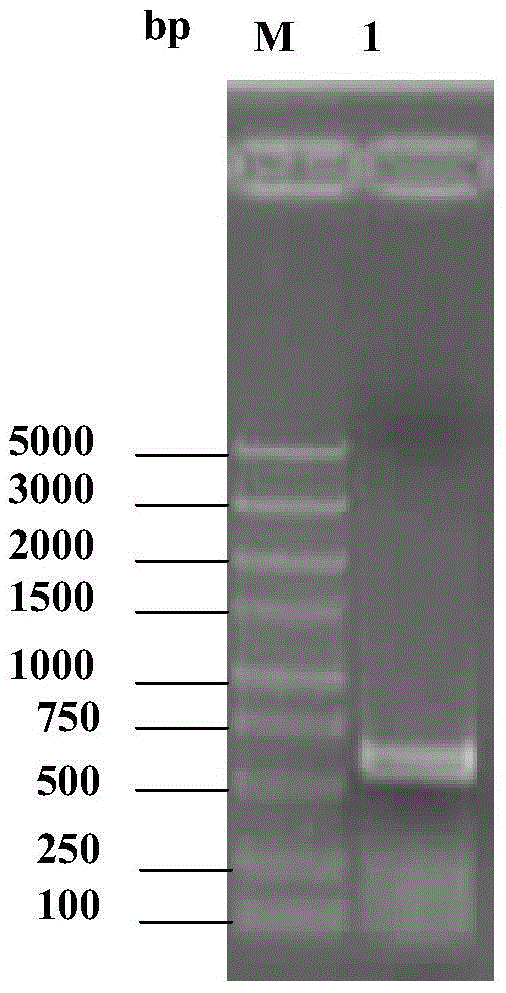 Attenuated live vaccine aiming at fish septicemia pathogen aeromonas veronii and applications thereof