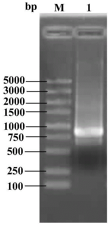 Attenuated live vaccine aiming at fish septicemia pathogen aeromonas veronii and applications thereof