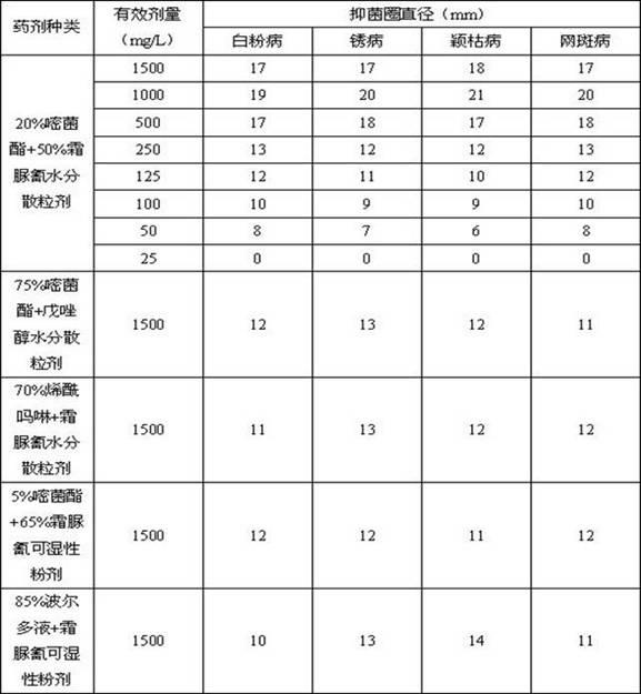 Water dispersible granule formulated by azoxystrobin and cymoxanil and preparation method thereof