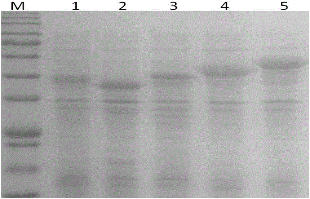 Chicken infectious rhinitis subunit vaccine and preparing method thereof