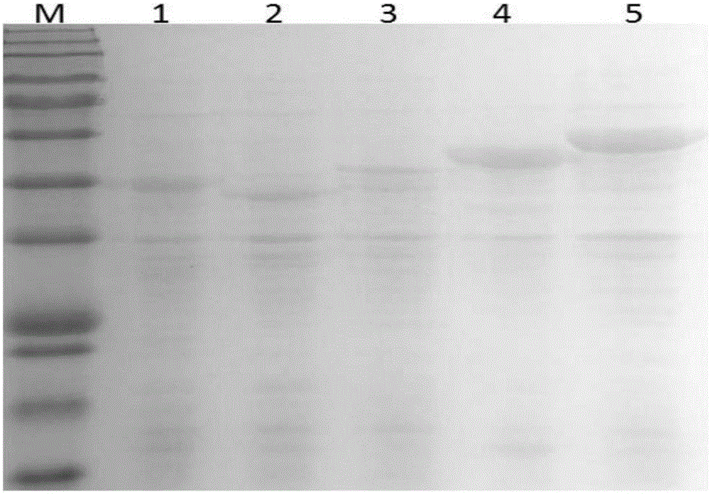 Chicken infectious rhinitis subunit vaccine and preparing method thereof