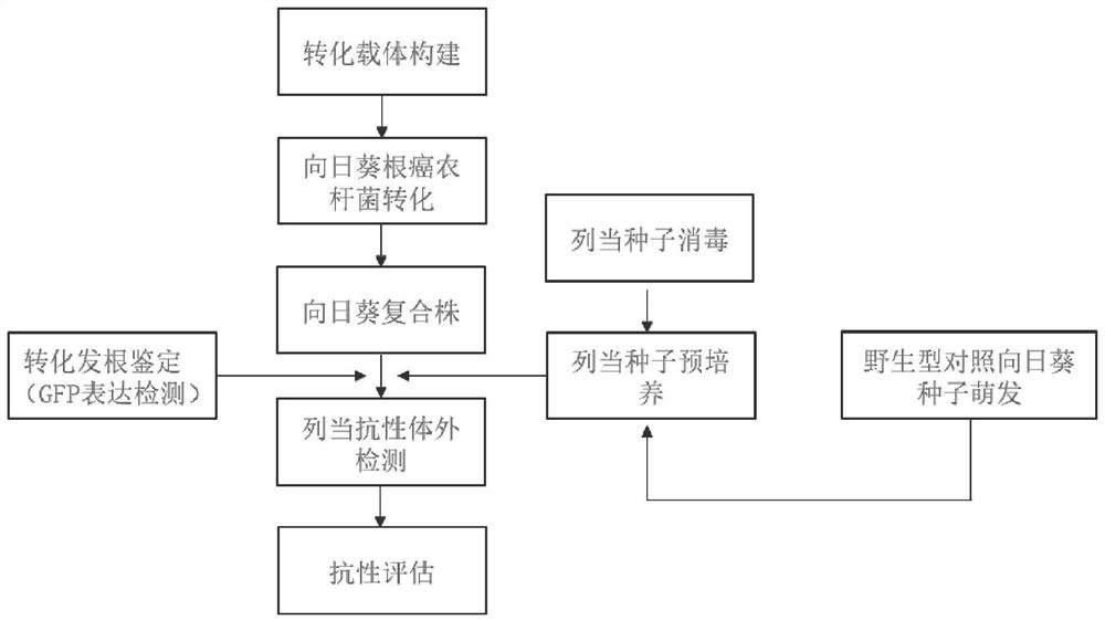 Method for rapidly identifying Orobanche Cumana resistance genes of sunflowers