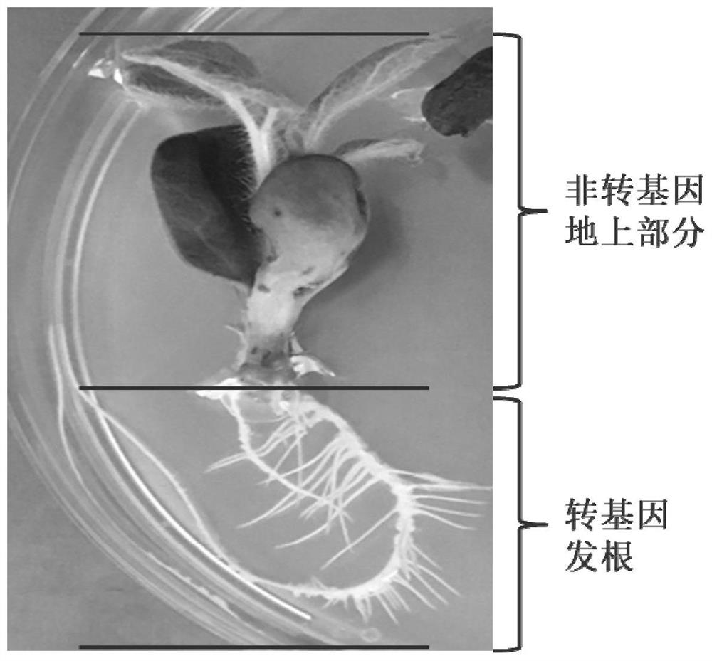 Method for rapidly identifying Orobanche Cumana resistance genes of sunflowers