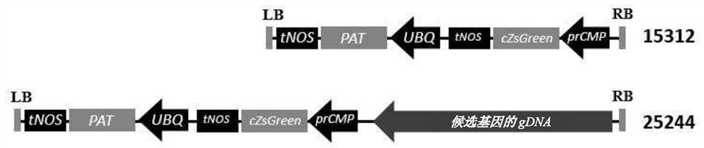 Method for rapidly identifying Orobanche Cumana resistance genes of sunflowers