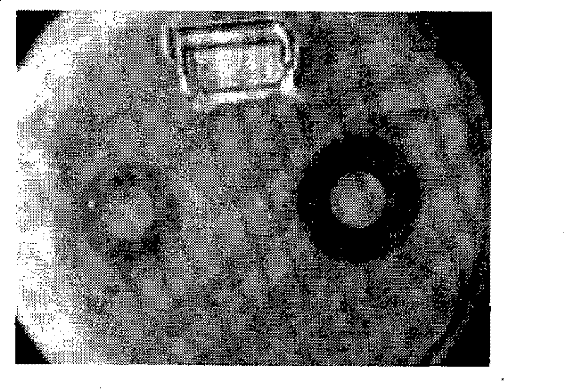 Wood preservative and preparation thereof