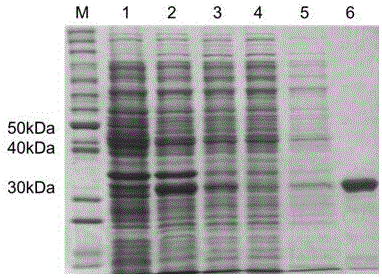 Application of compounds Pyrrocidines in preparation of anti-tuberculosis drug