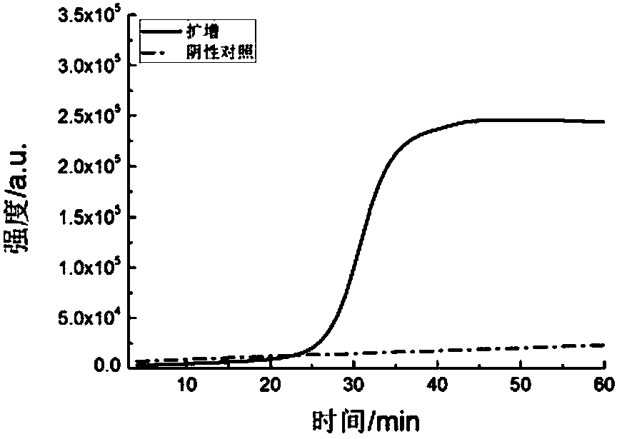 LAMP (loop-mediated isothermal amplification) primer group and kit for amplifying influenza A virus (IAV)