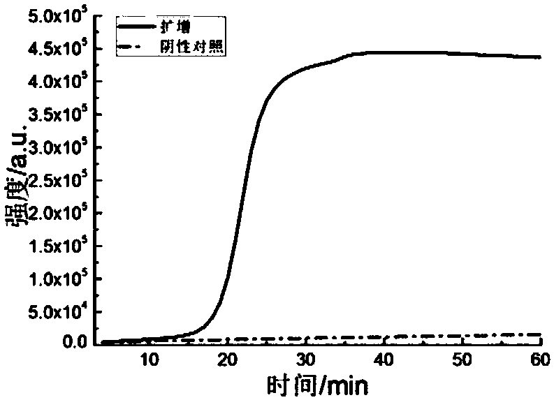 LAMP (loop-mediated isothermal amplification) primer group and kit for amplifying influenza A virus (IAV)