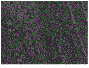 Microbial agent for fermenting Chinese herb residues