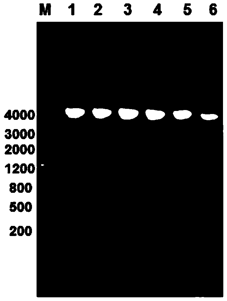 Acinetobacter baumannii 1a1s_1969 recombinant protein and its preparation method and application