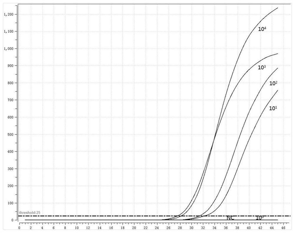 Primer probe group and kit for combined detection of mycoplasma pneumoniae and chlamydia pneumoniae based on fluorescence RMA method