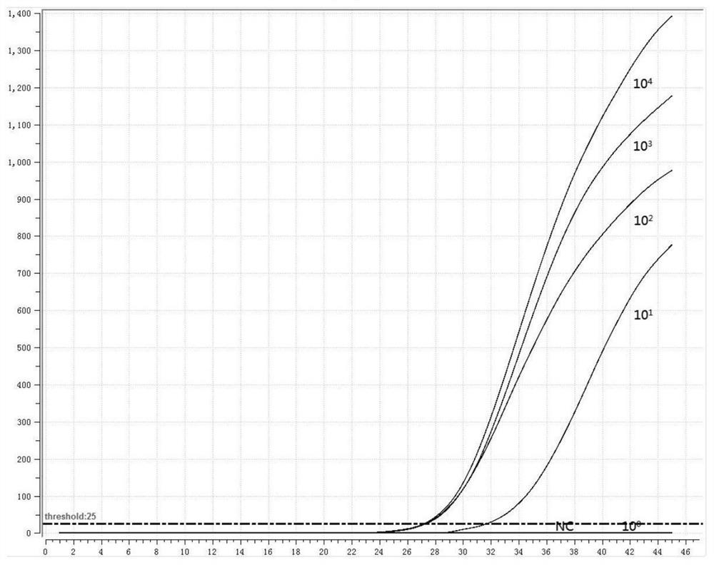 Primer probe group and kit for combined detection of mycoplasma pneumoniae and chlamydia pneumoniae based on fluorescence RMA method