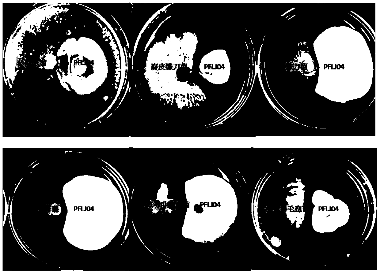 Penicillium brefeldianum strain and application thereof