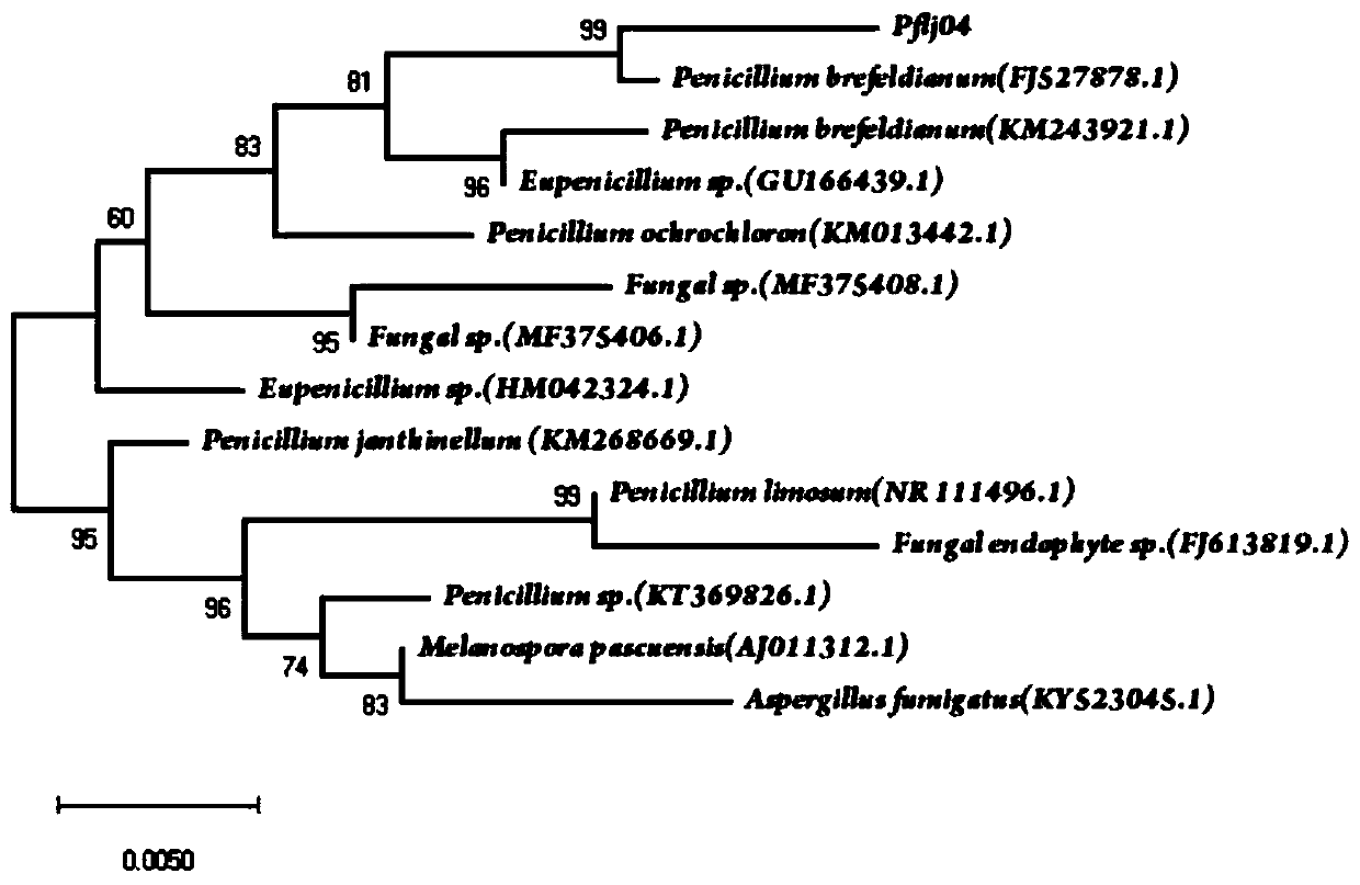 Penicillium brefeldianum strain and application thereof