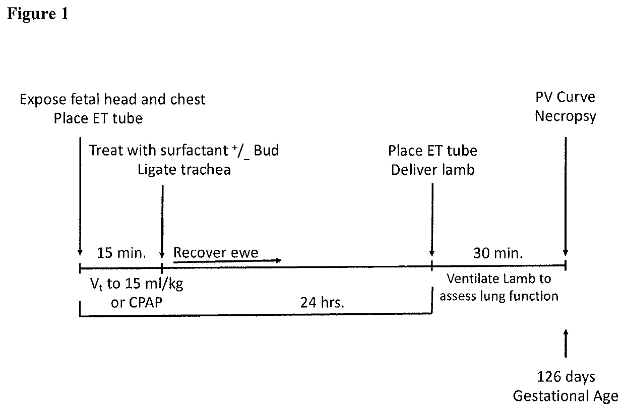 Therapeutic combination comprising a pulmonary surfactant and a steroid for the treatment of evolving BPD