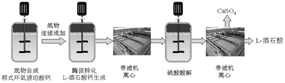 Method for synthesizing calcium epoxysuccinate suspension and method for producing l‑(+)‑tartaric acid