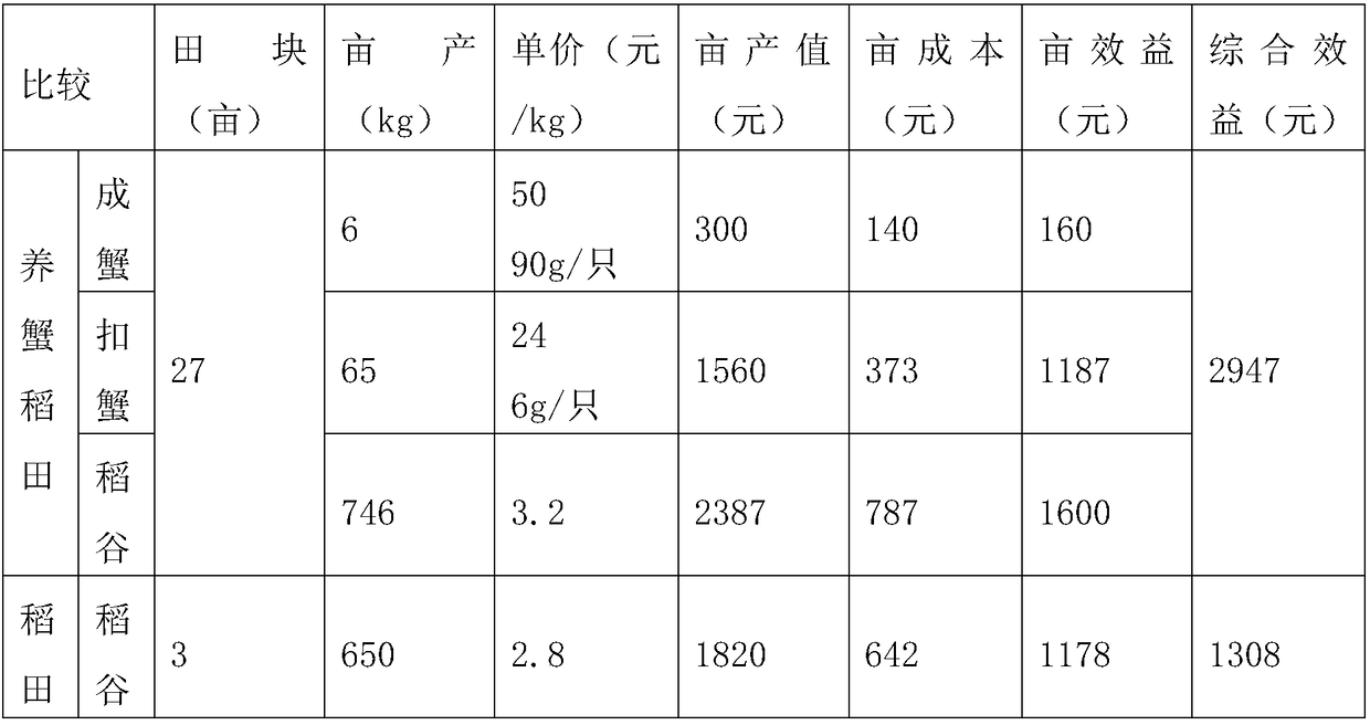 Method for mixed breeding of adult crabs and young carbs in paddy field