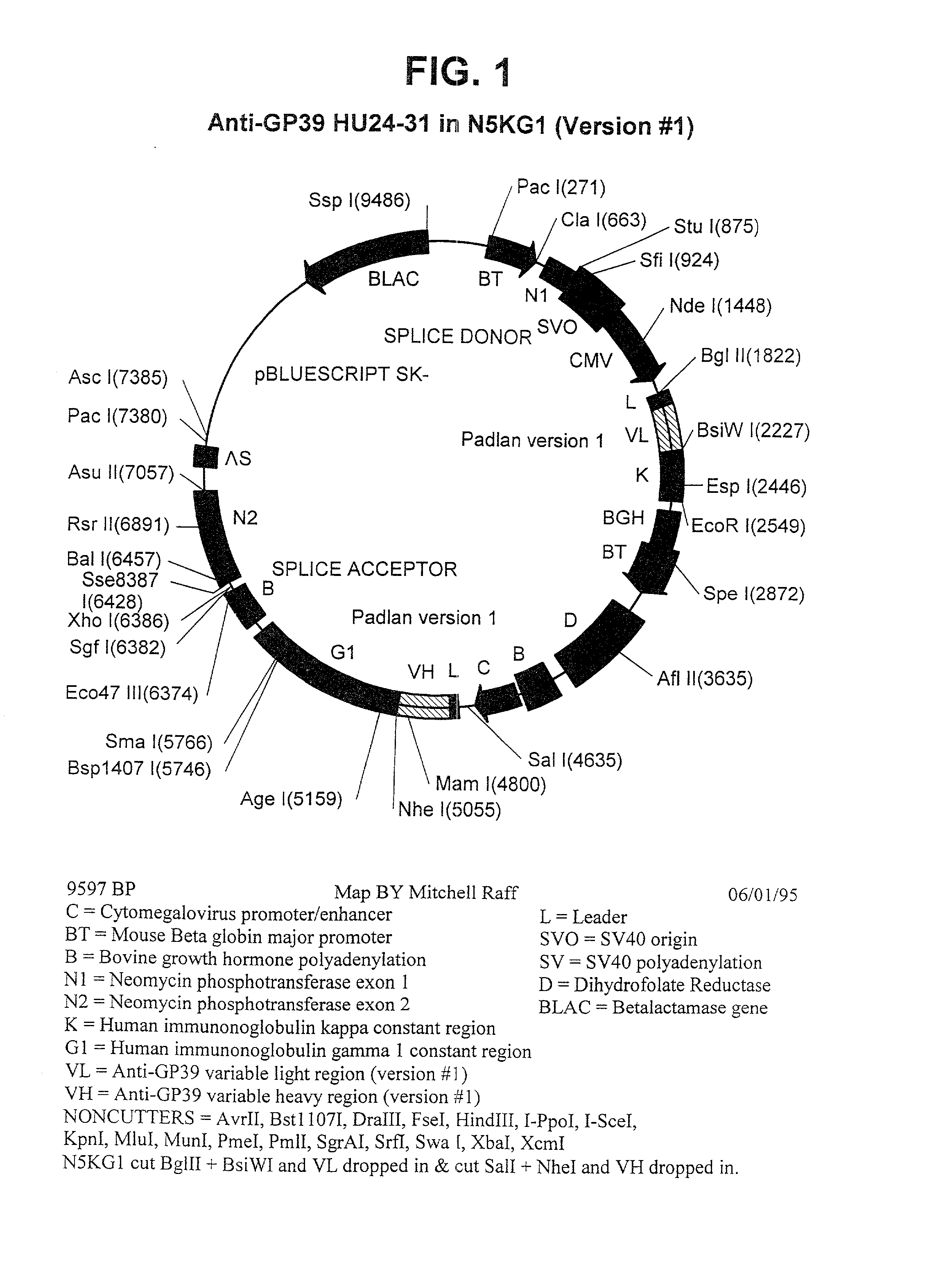 Non-agonistic antibodies to human gp39, compositions containing, and therapeutic use thereof