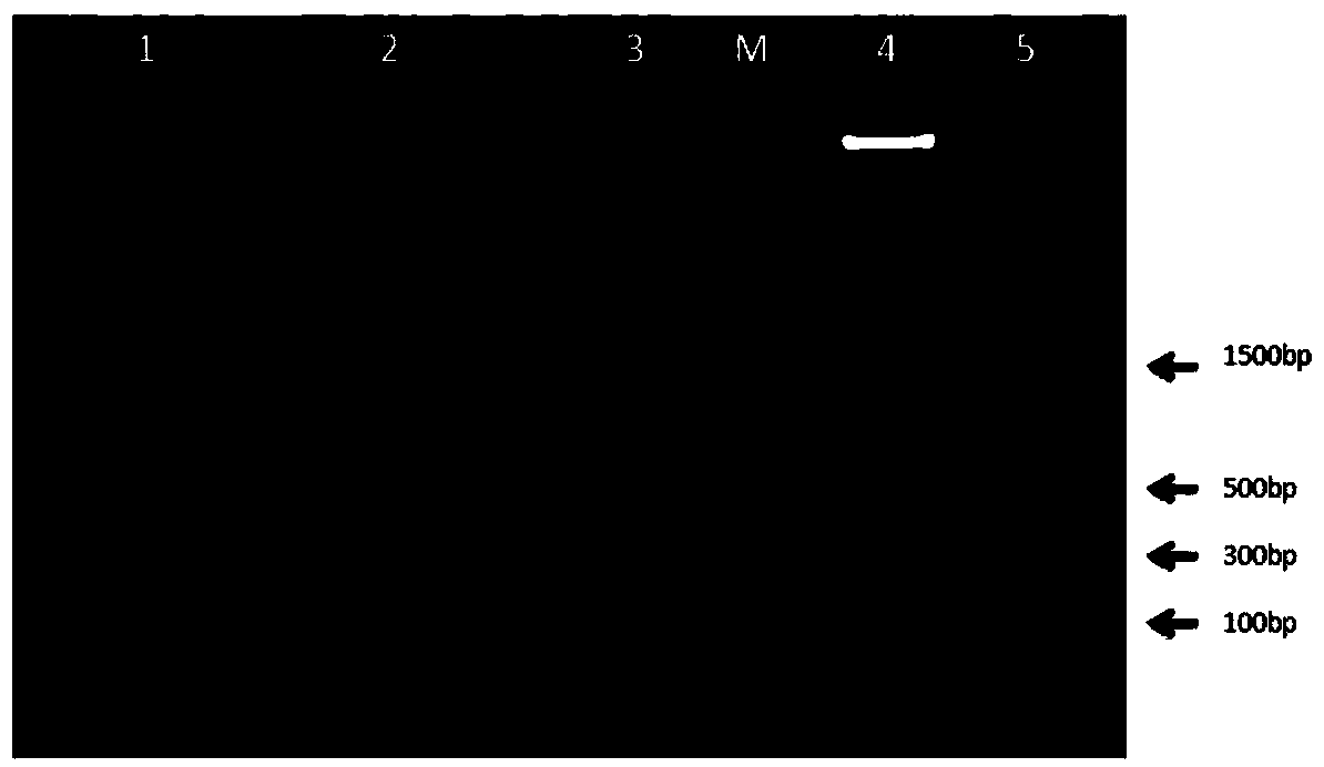 Method of purifying paraffin DNA and application of paraffin DNA to genomics