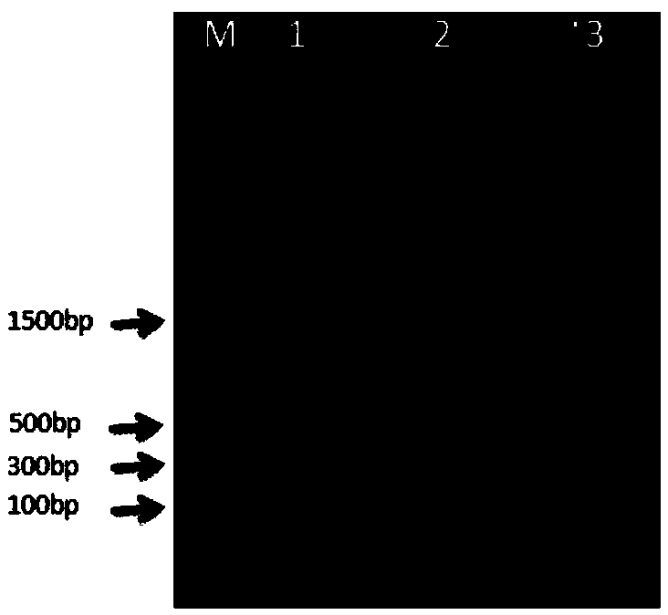 Method of purifying paraffin DNA and application of paraffin DNA to genomics