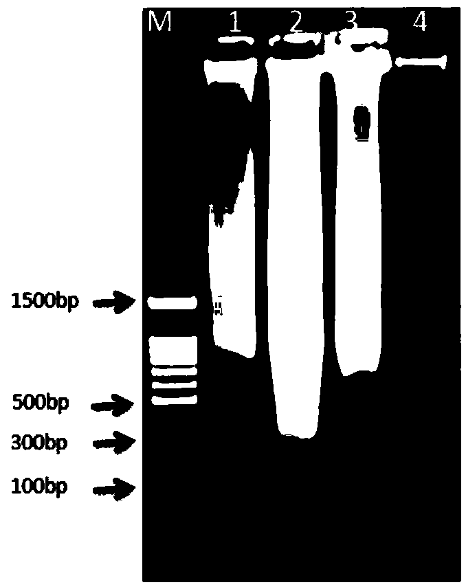 Method of purifying paraffin DNA and application of paraffin DNA to genomics