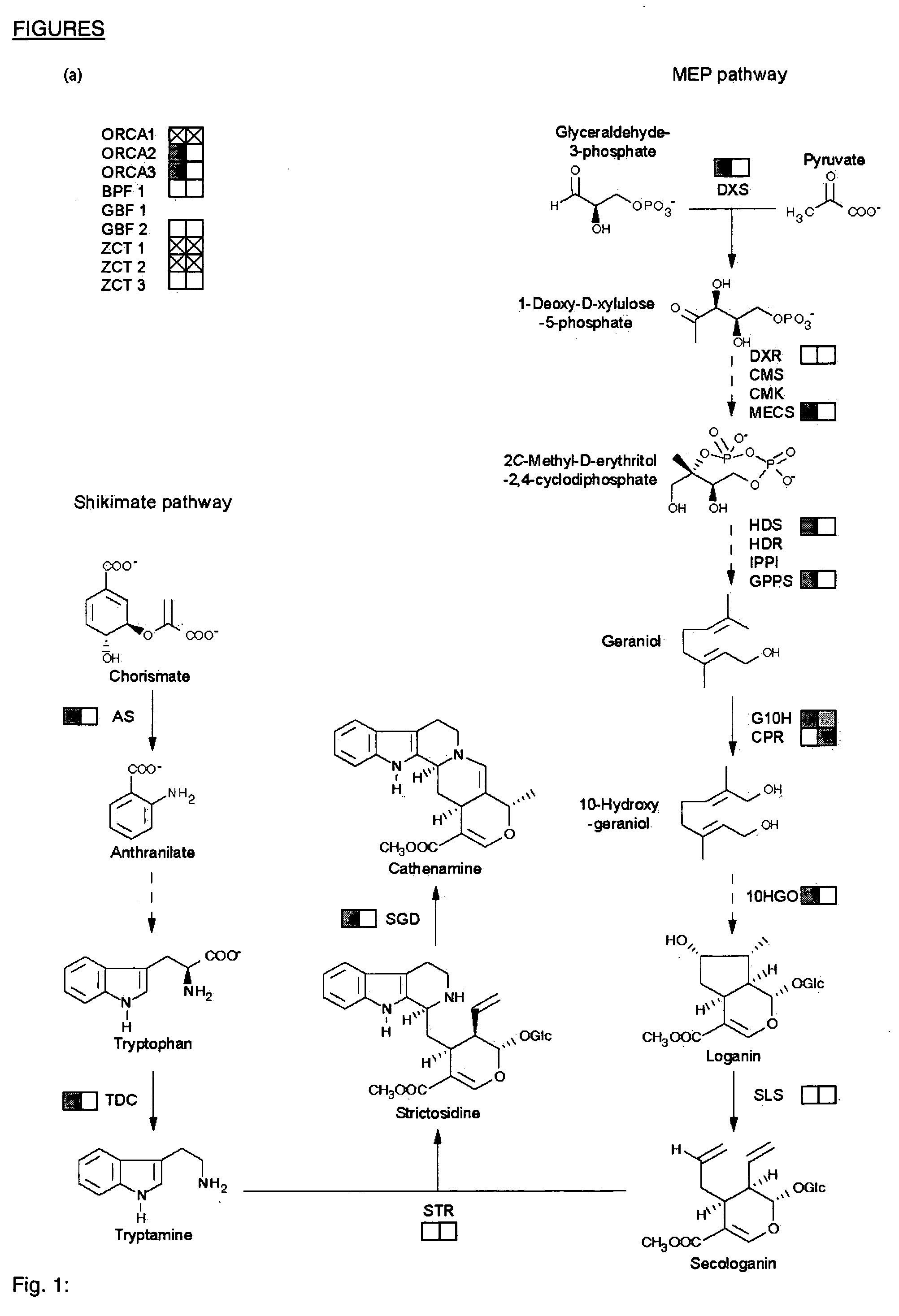 Means and Methods to Enhance the Production of Vinblastine and Vincristine in Catharanthus Roseus