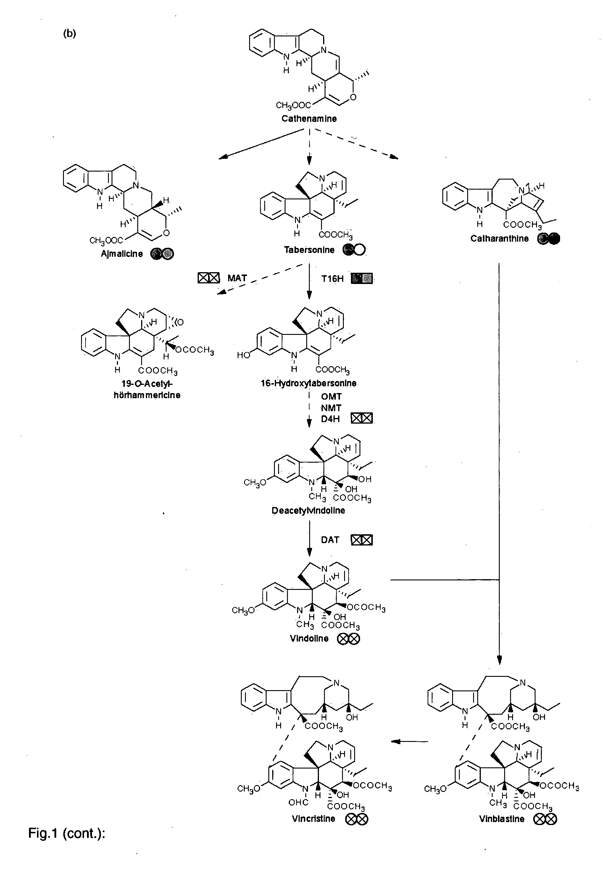 Means and Methods to Enhance the Production of Vinblastine and Vincristine in Catharanthus Roseus