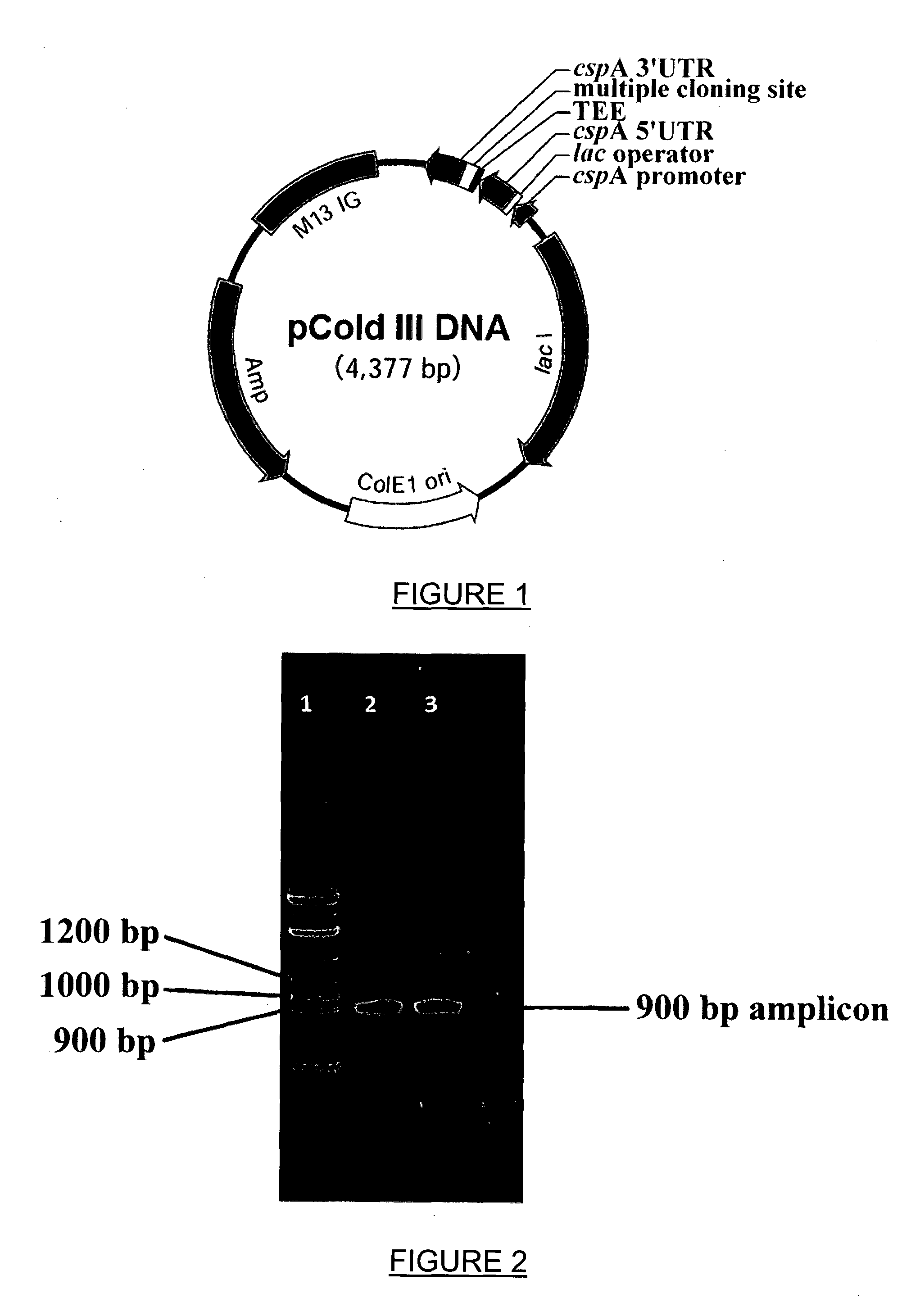 Recombinant therapeutic glycine n-acyltransferase