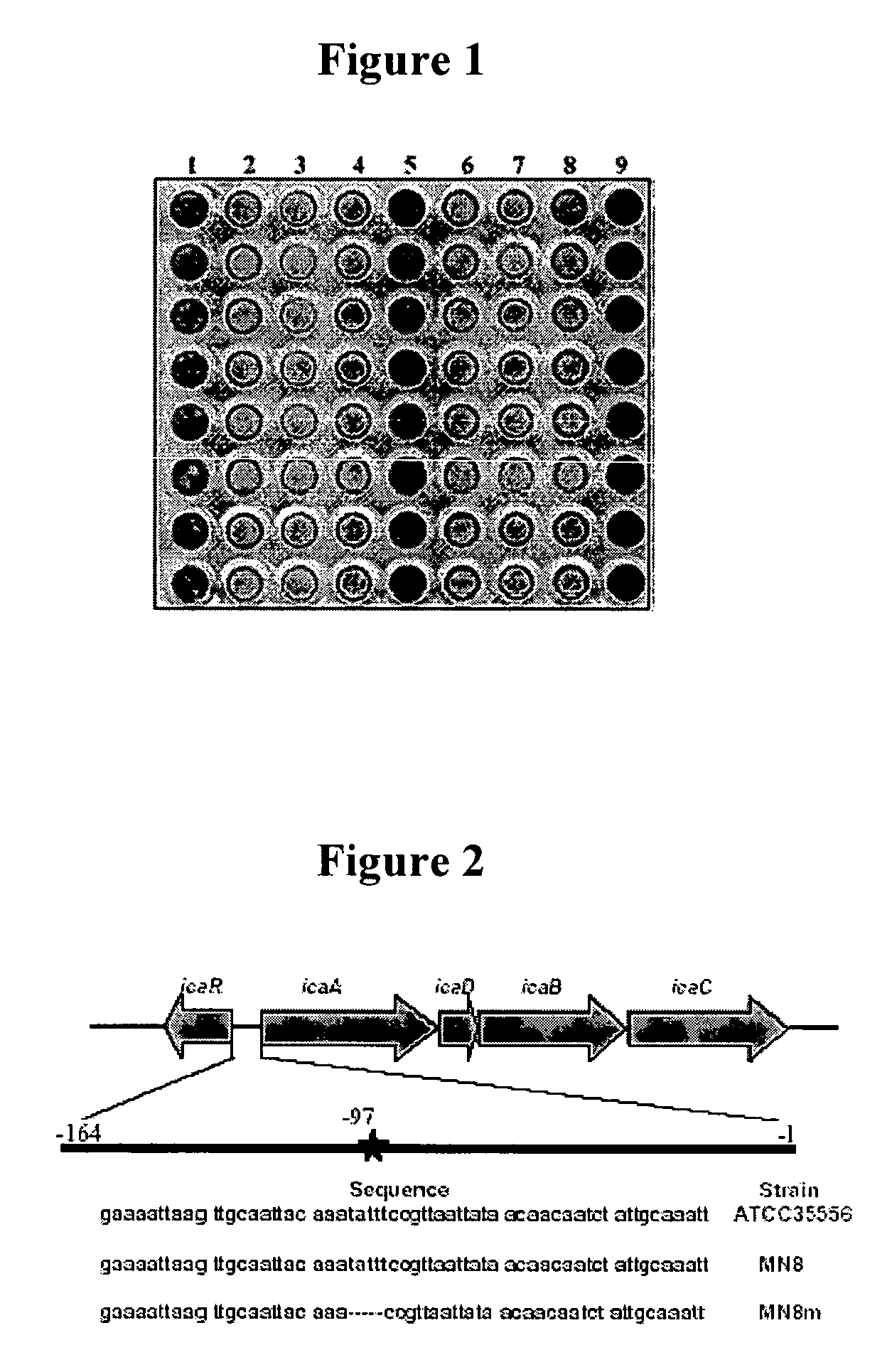 Nucleic acid molecules for enhanced production of a bacterial polysaccharide and methods of use thereof