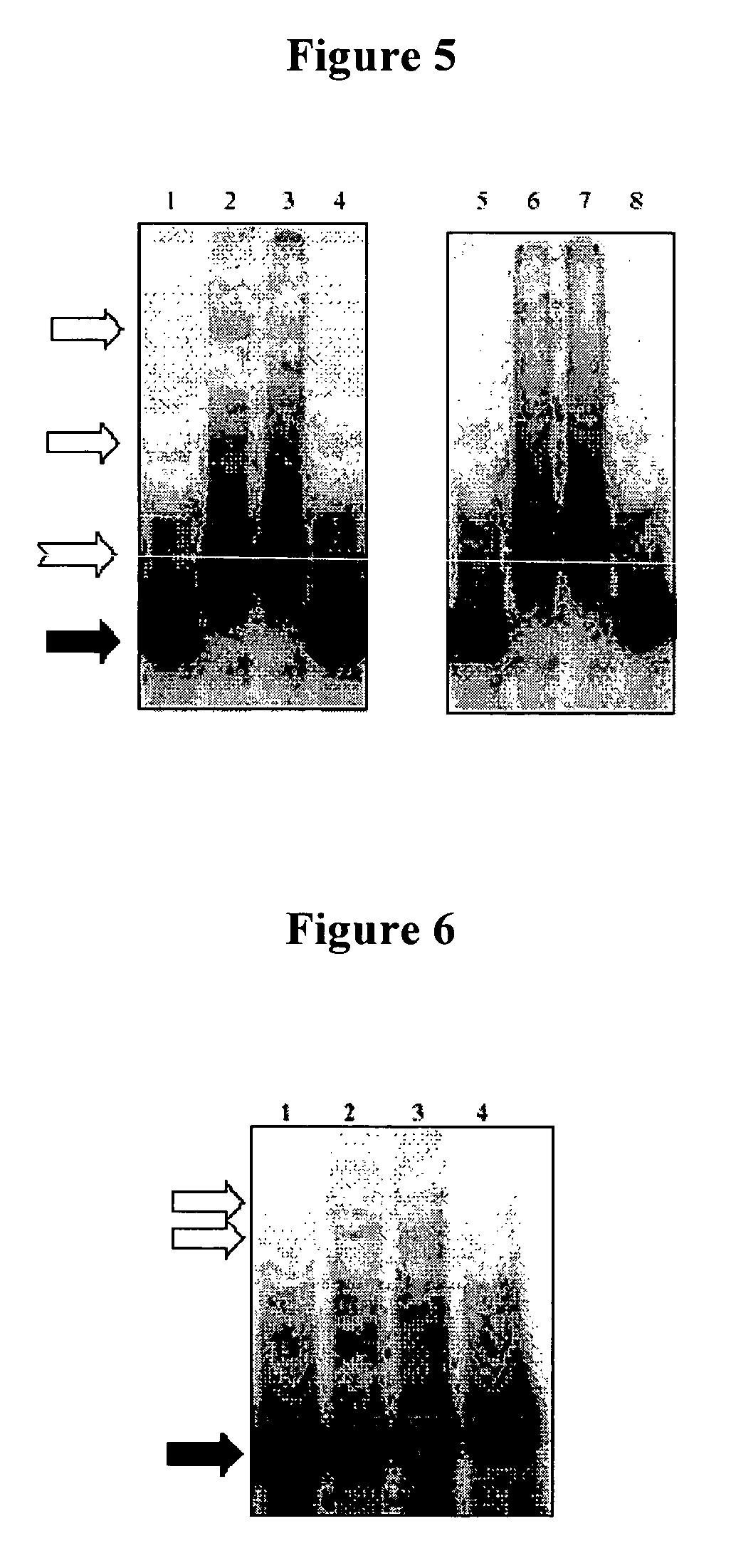 Nucleic acid molecules for enhanced production of a bacterial polysaccharide and methods of use thereof