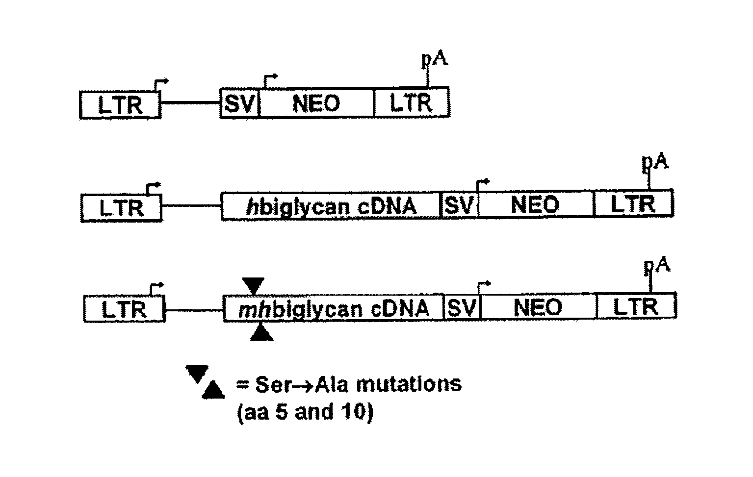 Compositions and methods for altering elastogenesis