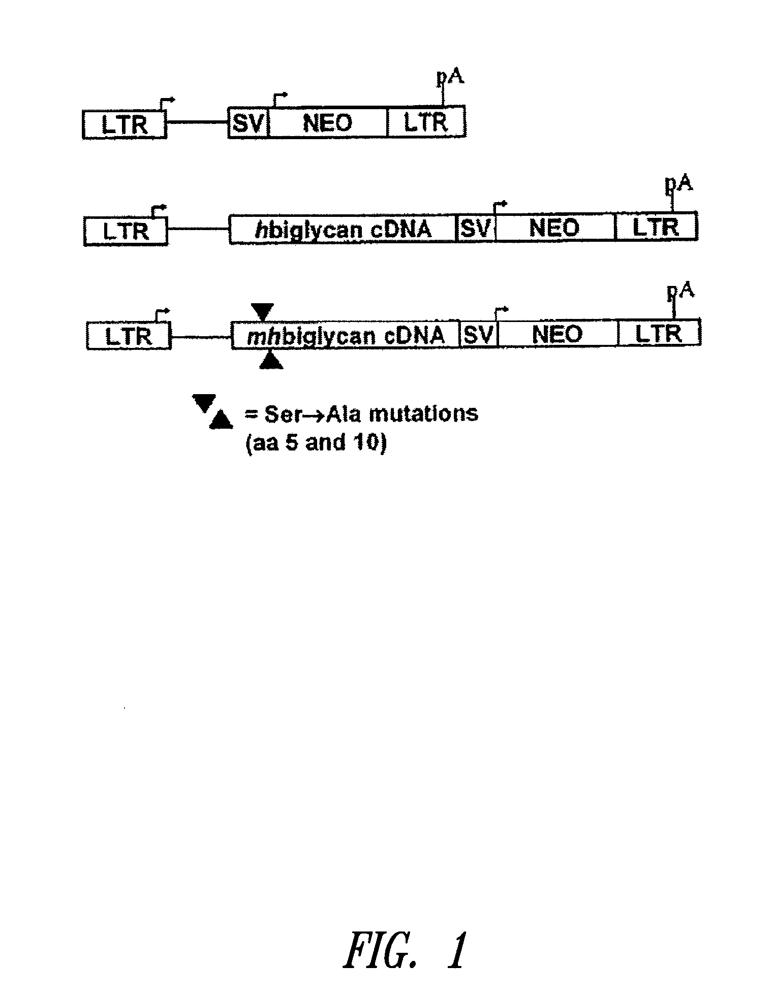 Compositions and methods for altering elastogenesis