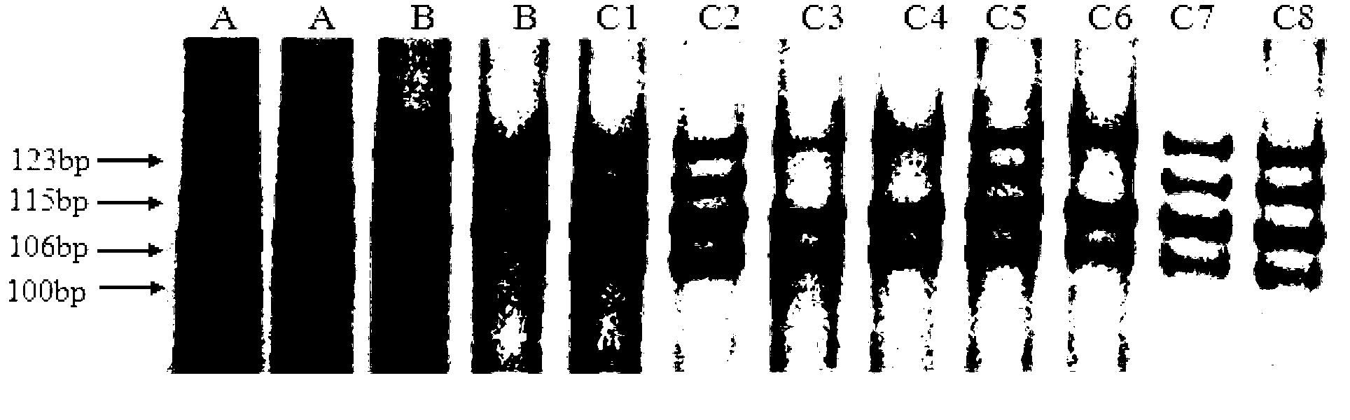 Method for quickly identifying hybrid of miscanthus floridulus with silvergrass through using SSR molecule markers