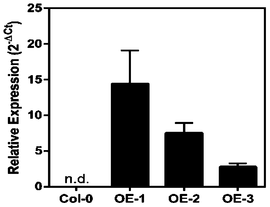 Application of hexose transporter gene CsSWEET1a of camellia sinensis