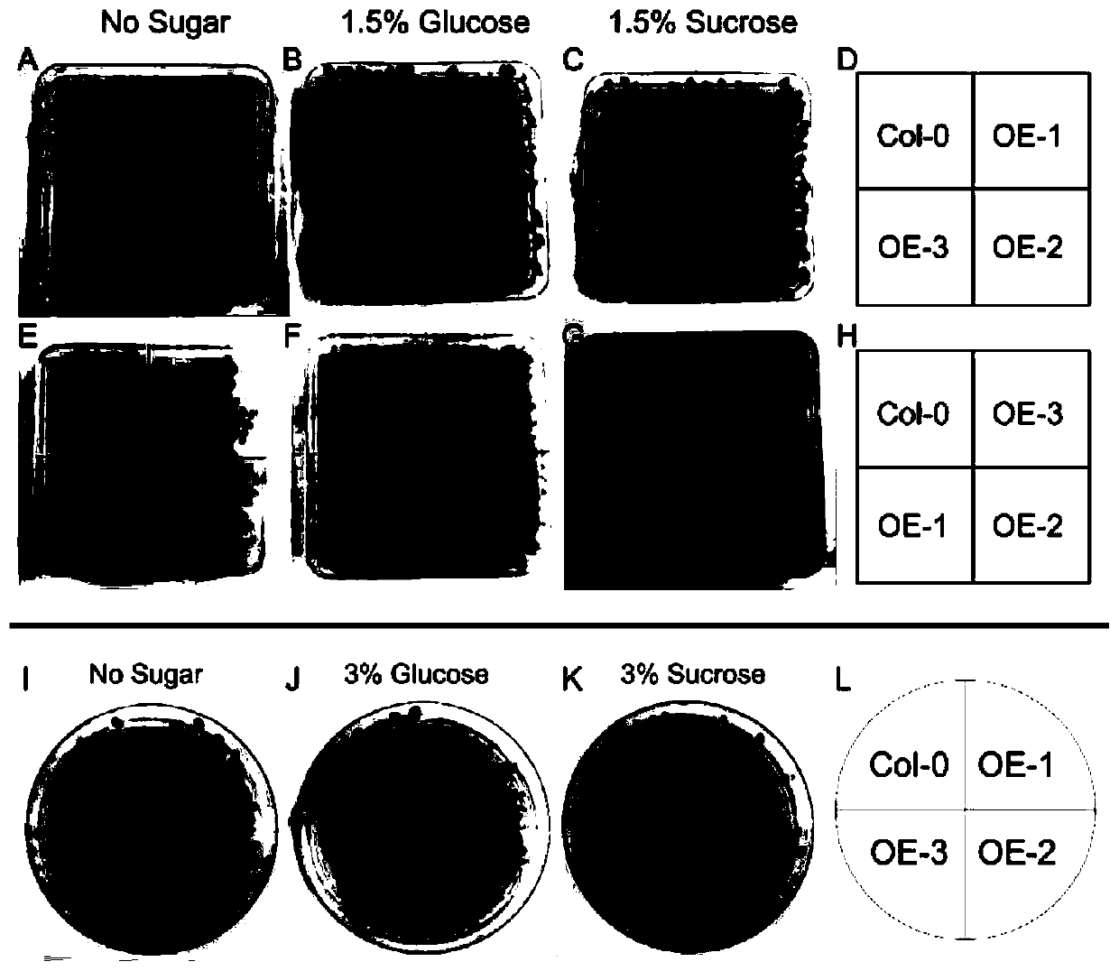 Application of hexose transporter gene CsSWEET1a of camellia sinensis