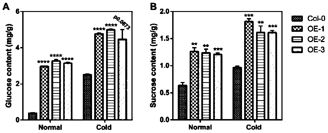 Application of hexose transporter gene CsSWEET1a of camellia sinensis