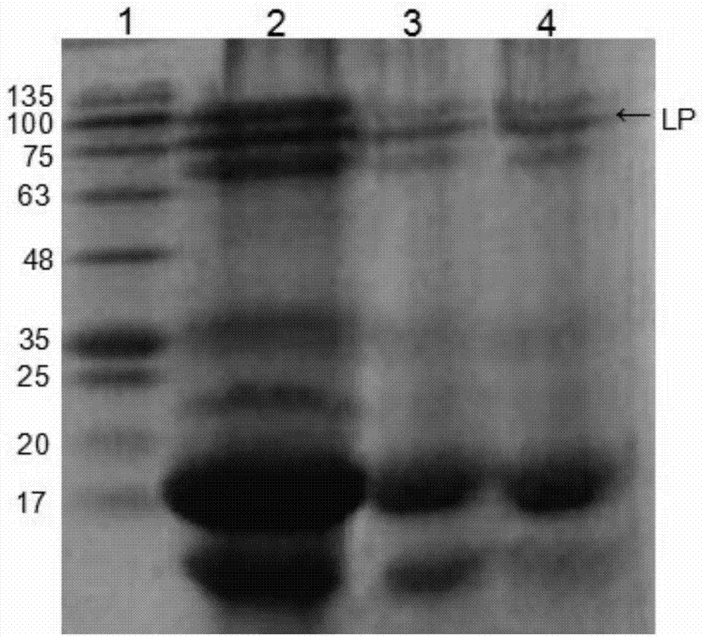 A method for extracting lactoperoxidase using ultrafiltration-assisted two-phase extraction technology