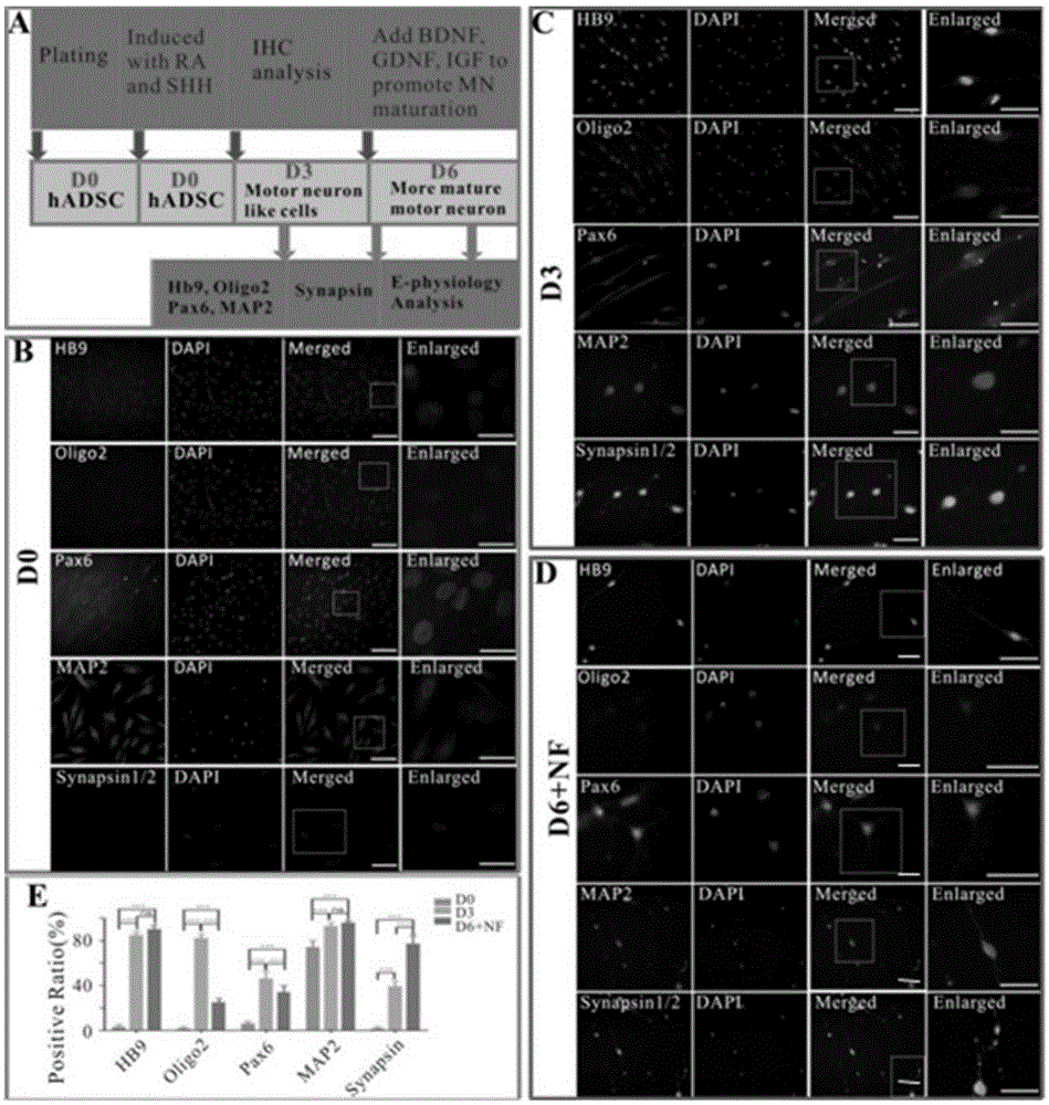 Motoneuron-like cells derived from adipose stem cells as well as preparation method and application of motoneuron-like cells