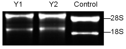 microRNAs (micro ribonucleic acids) of mammary gland tissues of jinhua pig