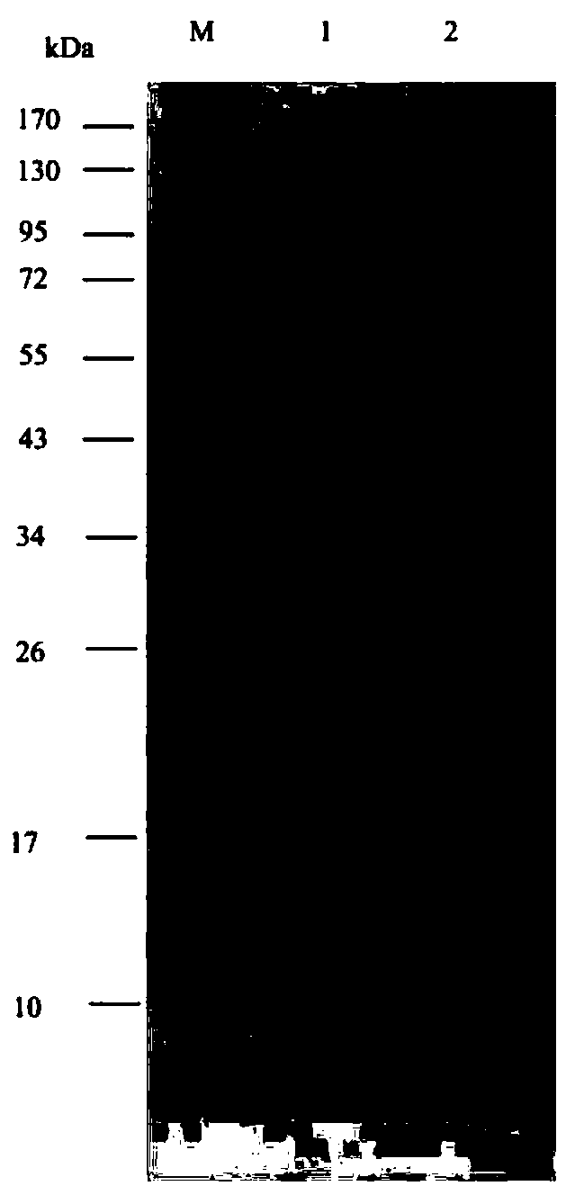 A kind of varroa mite toxic protein and its coding gene and application