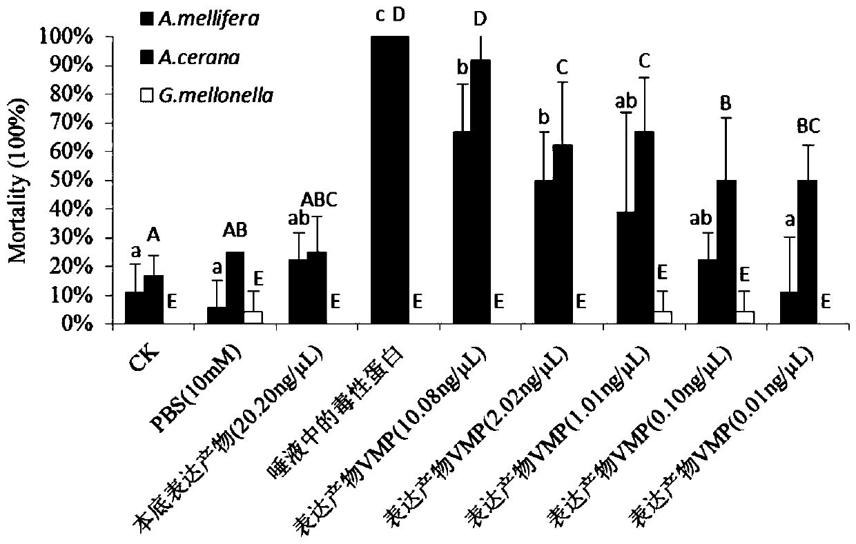 A kind of varroa mite toxic protein and its coding gene and application