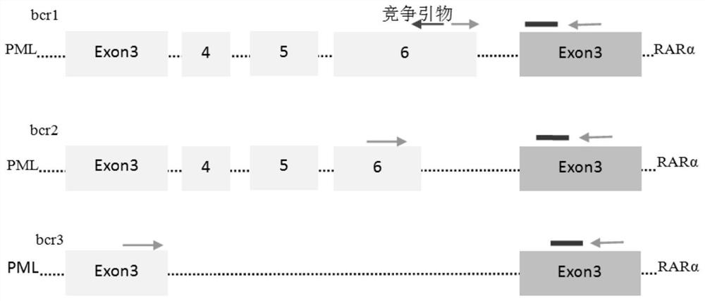 Primer group for identifying three kinds of spliceosomes of PML-RAR[alpha] fusion gene and test kit and application of primer group