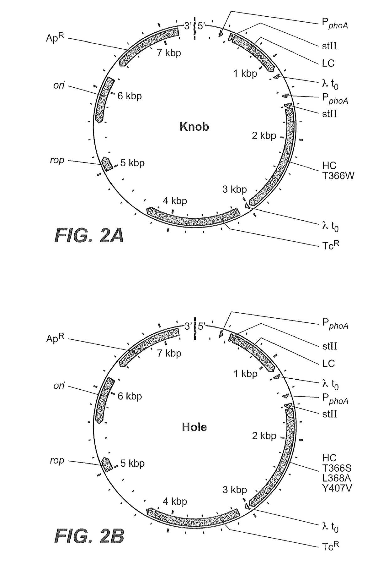 Production of heteromultimeric proteins