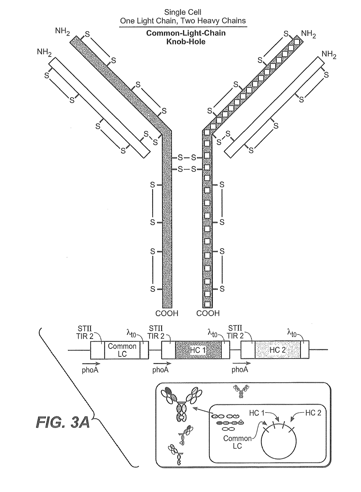 Production of heteromultimeric proteins