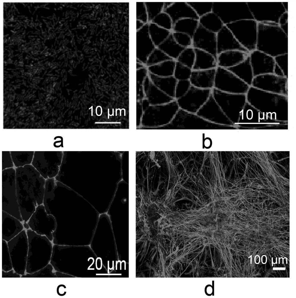 Bionic micro-fluidic chip for simulating in-vivo microorganism-intestine-brain axis signal transduction process