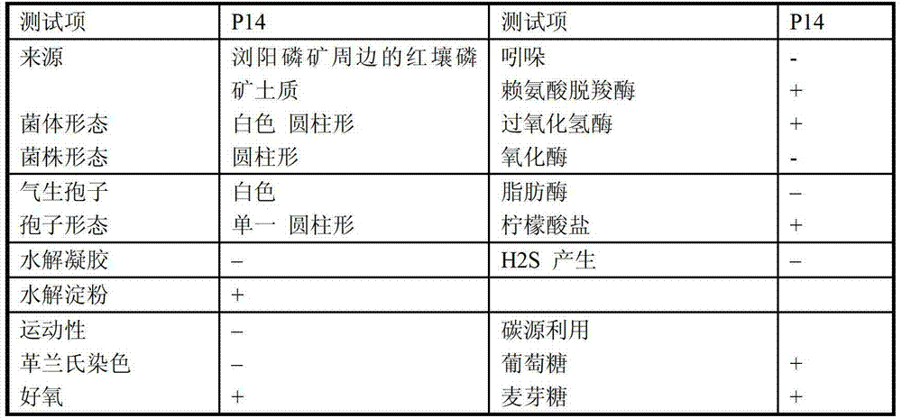 Galactomyces geotrichum P14, application method thereof, and microbial inoculum prepared from same